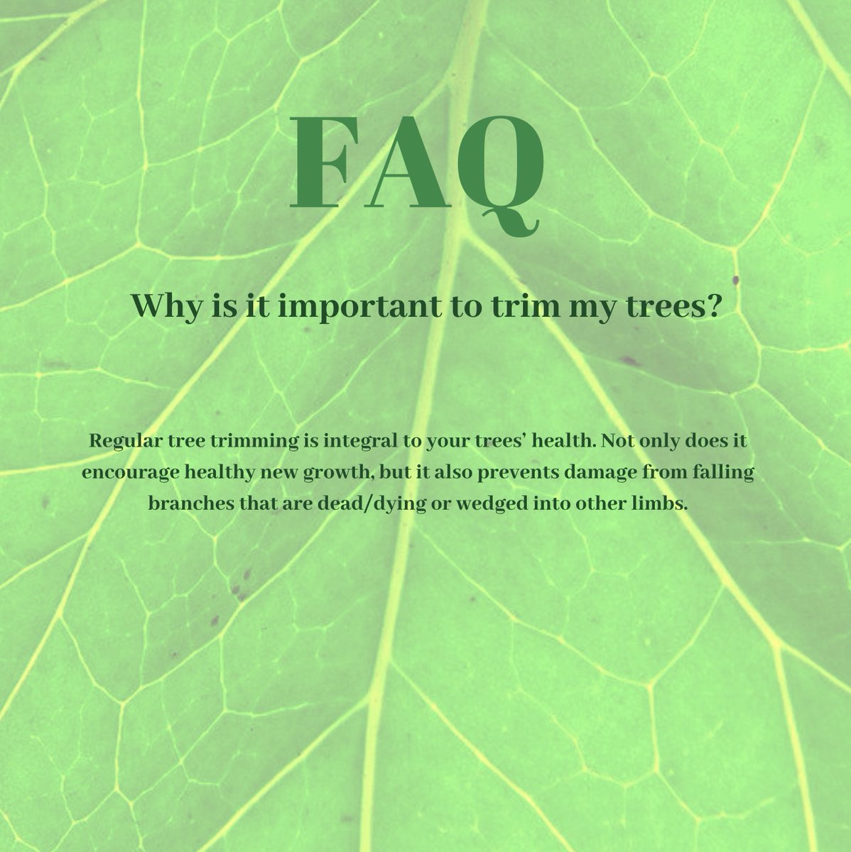 Check out our frequently asked questions! #aboveandbeyondtree #treecare 👍🌳