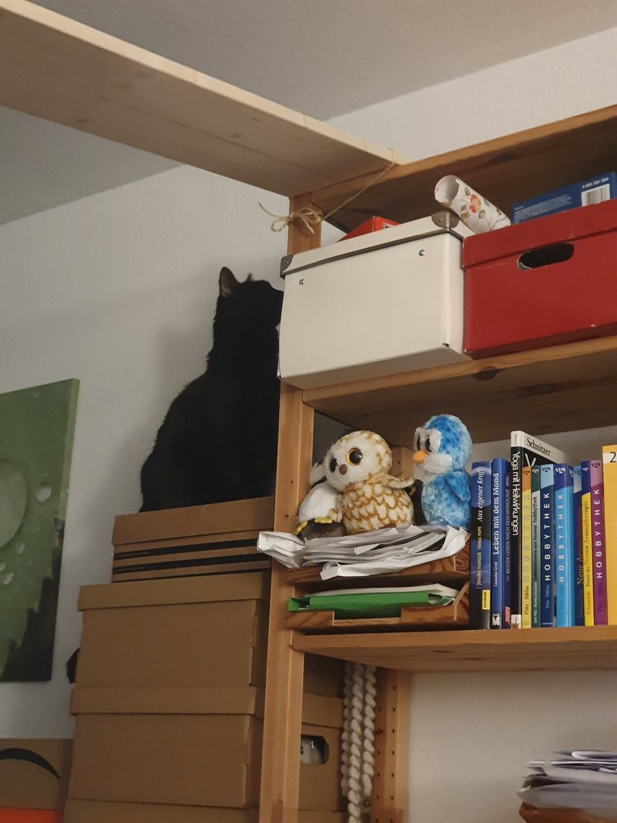 Lucky_Silky's tweet photo. Day 15: Happy #Caturday effuryone!
My Meowme finally caught it on cam. I made it up on her shelf. Yay!
#AdoptDontShop #CatsofTwittter #panfursquad #seniorcat #milkaddict https://t.co/UZ4j94zXoB
