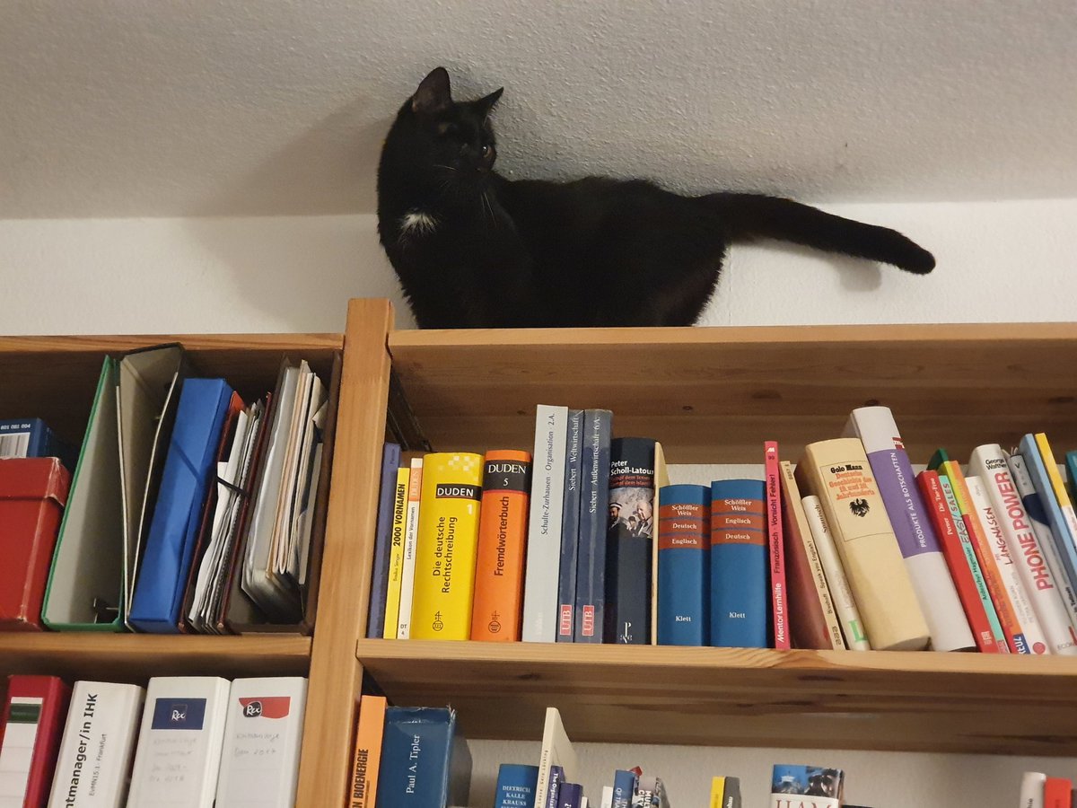 Lucky_Silky's tweet photo. Day 15: Happy #Caturday effuryone!
My Meowme finally caught it on cam. I made it up on her shelf. Yay!
#AdoptDontShop #CatsofTwittter #panfursquad #seniorcat #milkaddict https://t.co/UZ4j94zXoB