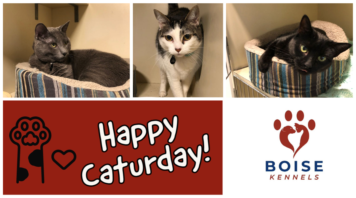 BOISE KENNELS (BoiseKennels) Twitter