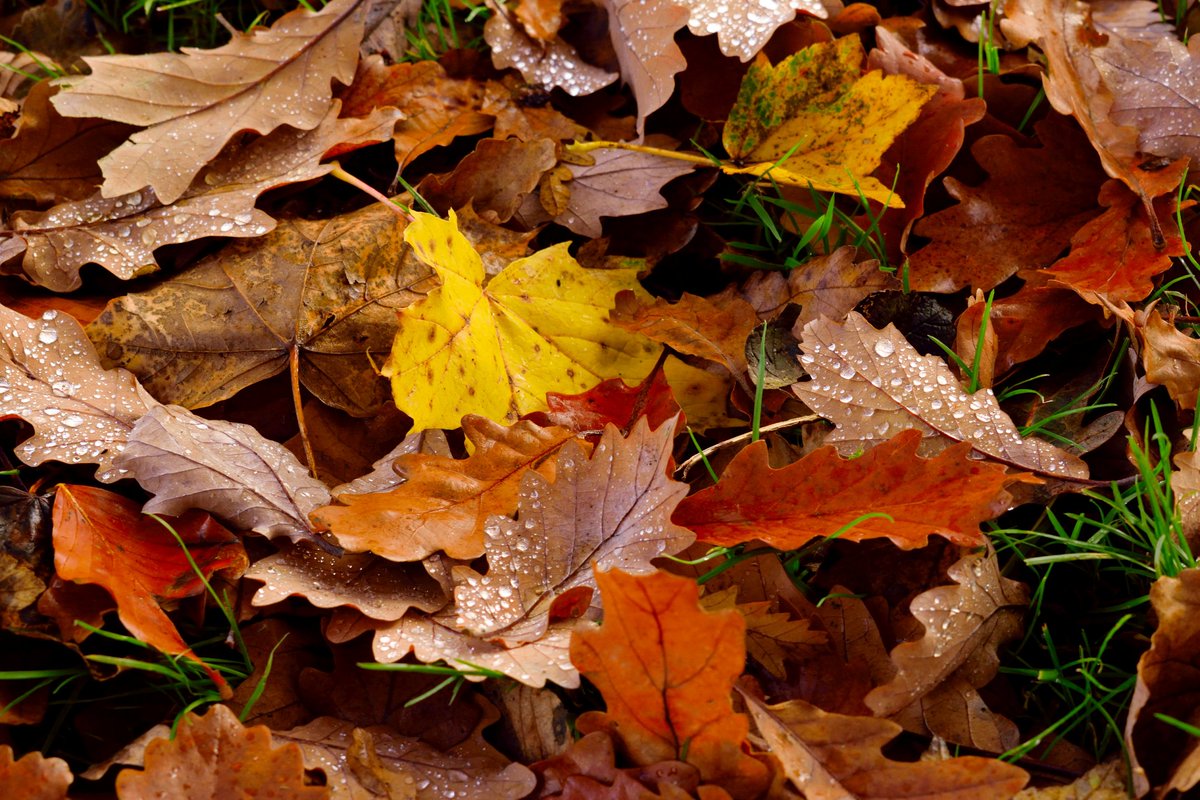 Definitely feels like we're in the last throes of #Autumn colour now-some of my favourites from the past week 😍🍂🧡<a href="/StormHour/">#StormHour</a> <a href="/ThePhotoHour/">#ThePhotoHour</a> @JonMitchellITV #loveukweather #Huddersfield #Yorkshire #colours #WinterIsComing #SaturdayThoughts