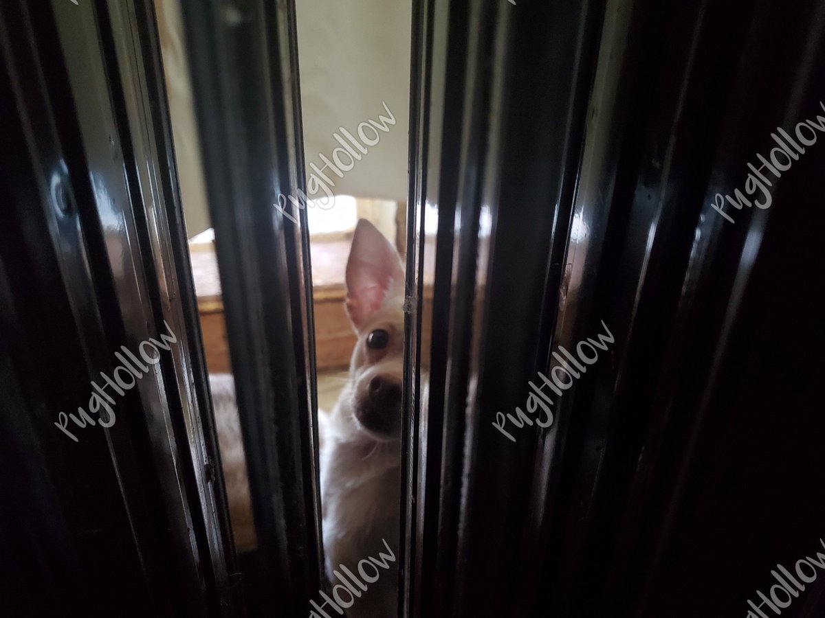 PugHollow's tweet photo. Vinnie's 2nd favorite thing is back and the season of worshipping at the altar of the Oil Heater has begun. #SillySaturday #ChillyDog #VinnieNoTail #DogsOfPughollow #DogsOfInstagram #DogsOfTwitter https://t.co/B1vtm4WmDE