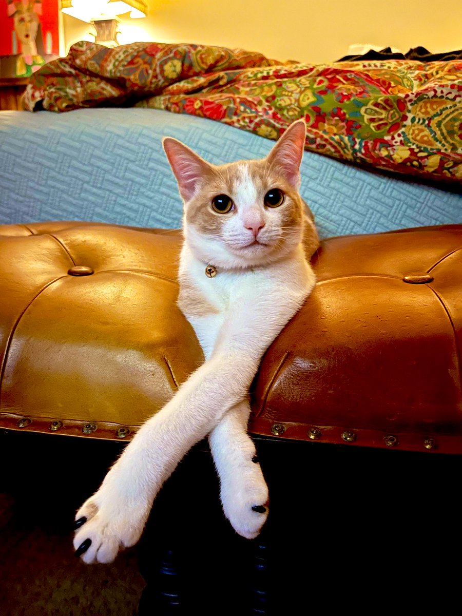 Happy #Caturday from my cat, Teeter #CatsofTwittter