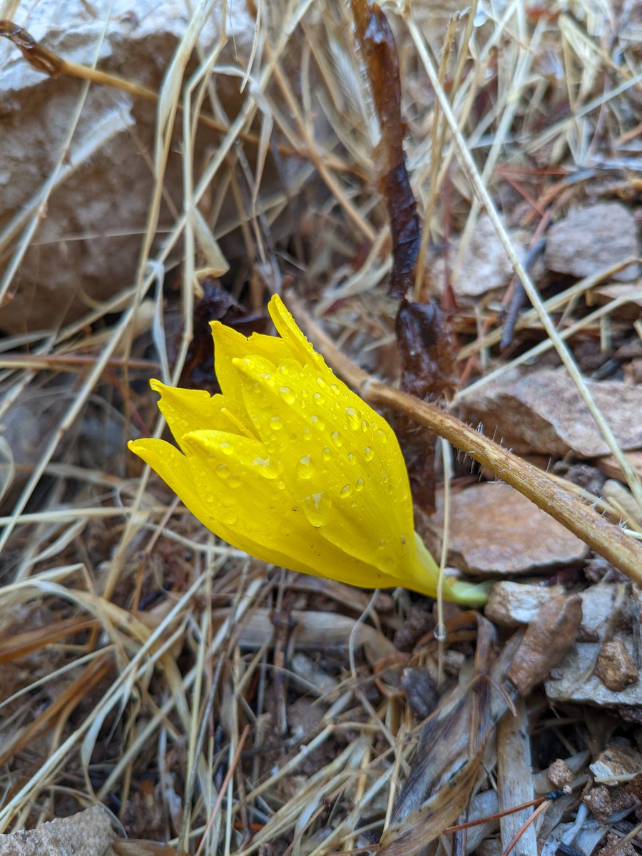 JacTurner_Moss's tweet photo. First trip out and it seems I've bought the rain with me to Israel but a very pleasant walk in Wadi Rosh Pina with the aim of finding Sternbergia clausiana.

It was strange to see such a dry landscape but there were still plenty in flower. https://t.co/3sGIbjJw2i