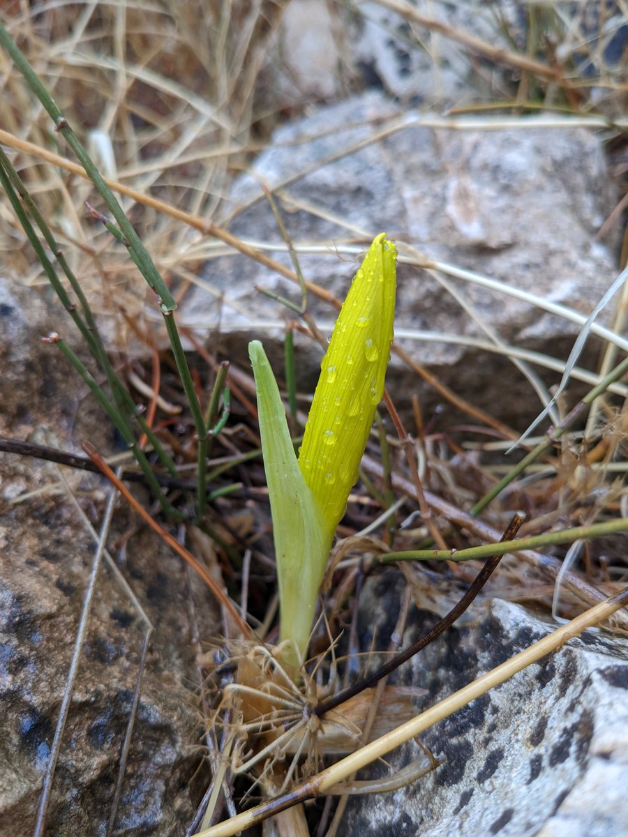 JacTurner_Moss's tweet photo. First trip out and it seems I've bought the rain with me to Israel but a very pleasant walk in Wadi Rosh Pina with the aim of finding Sternbergia clausiana.

It was strange to see such a dry landscape but there were still plenty in flower. https://t.co/3sGIbjJw2i