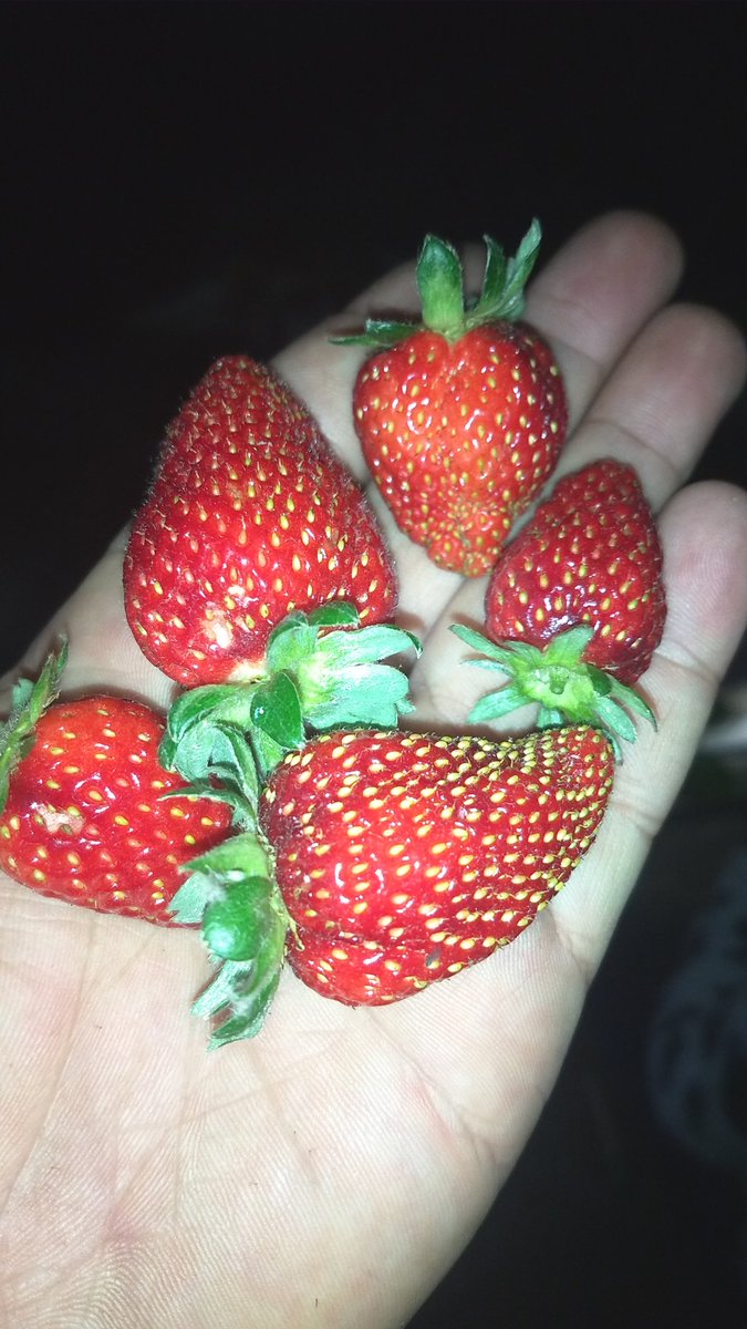 ekizdj's tweet image. #fruti