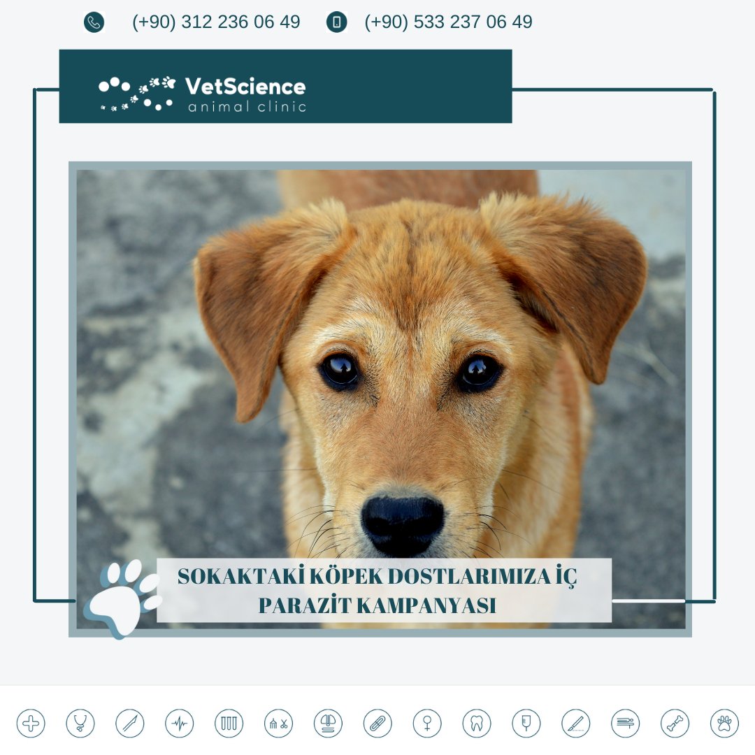 VetscienceC's tweet photo. 31 Aralık`a kadar sokakta yaşayan köpek dostlarımızın iç parazit aşısı kliniğimizde hiçbir ücret talep edilmeksizin yapılacaktır. Sokaktaki dostlarımıza elimizden gelen desteği esirgemeyelim. 🥰 

#satınalmasahiplen #vetscience #sokakhayvanları #sahiplendirme https://t.co/ua5rBzkawh