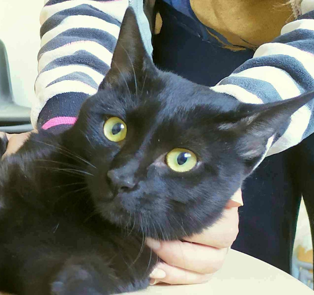 ETierhilfe's tweet photo. 💖Kyo💖 #Adoptme
Profil: https://t.co/TGRvxzgXTk
#adoptcats #catsoftwitter #catsofspain #adoptdontshop https://t.co/5fnTWRa9YI