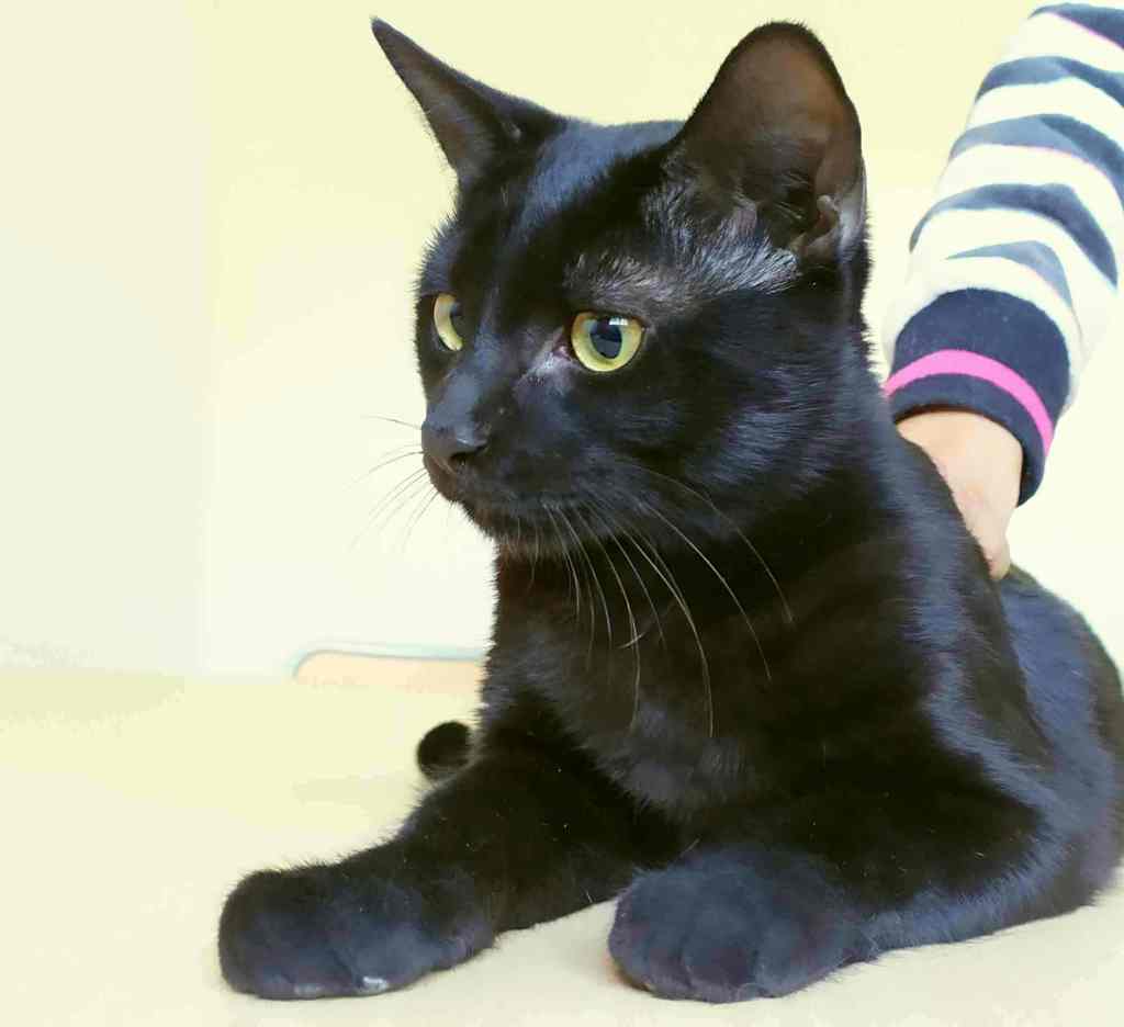 ETierhilfe's tweet photo. 💖Kyo💖 #Adoptme
Profil: https://t.co/TGRvxzgXTk
#adoptcats #catsoftwitter #catsofspain #adoptdontshop https://t.co/5fnTWRa9YI