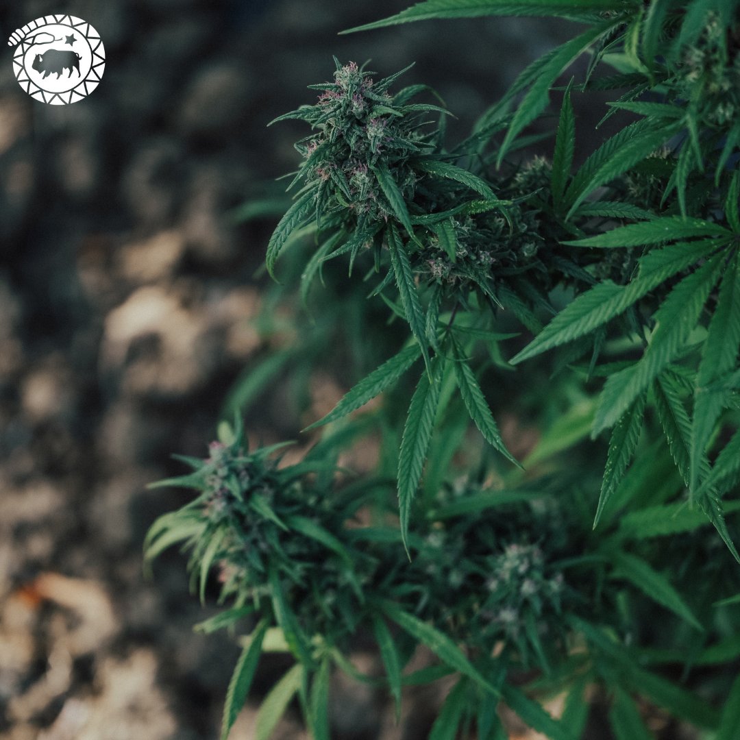 High Grade Hemp Seed tweet media