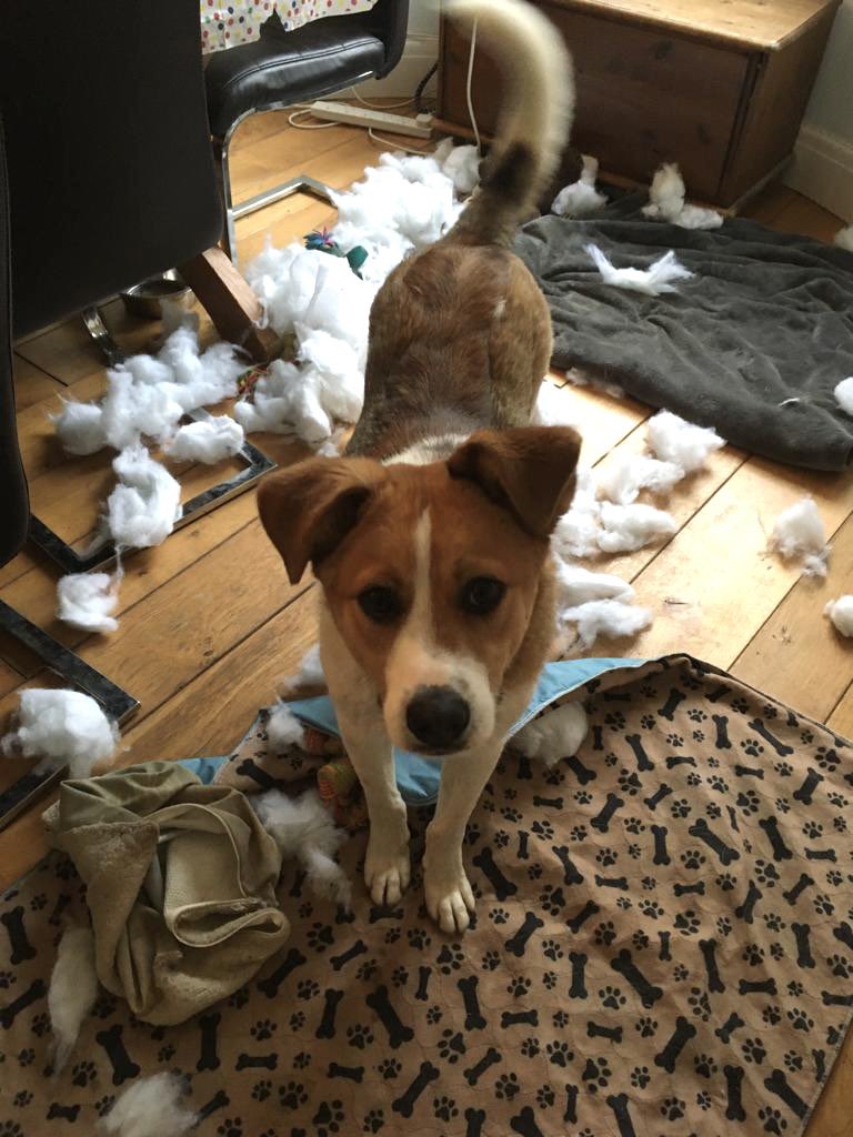 I just found the cushion explode …….honest 😳

#stillapuppy @EvermoreDog