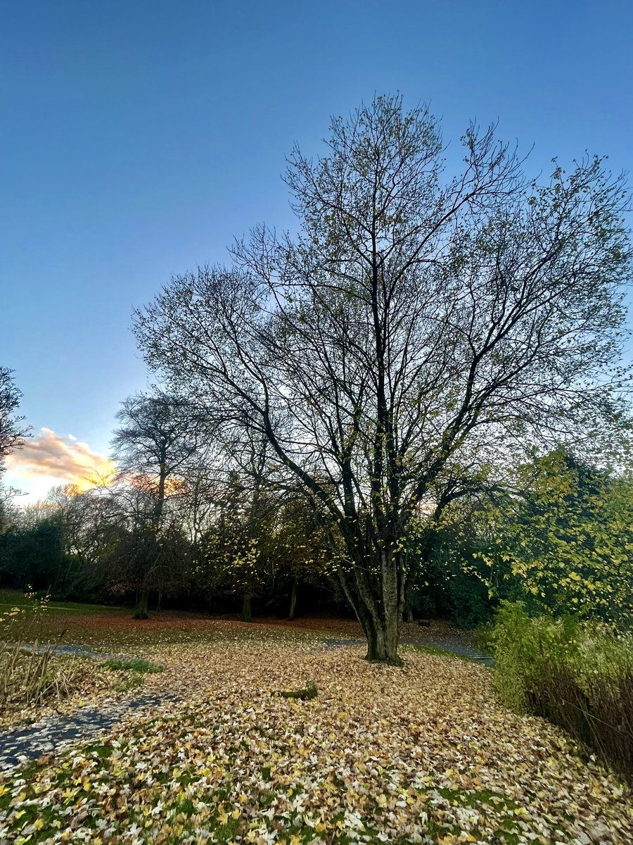 sharryscotland's tweet image. Wee walk through the park. All the leaves shed now. #NovemberTrees  no2
