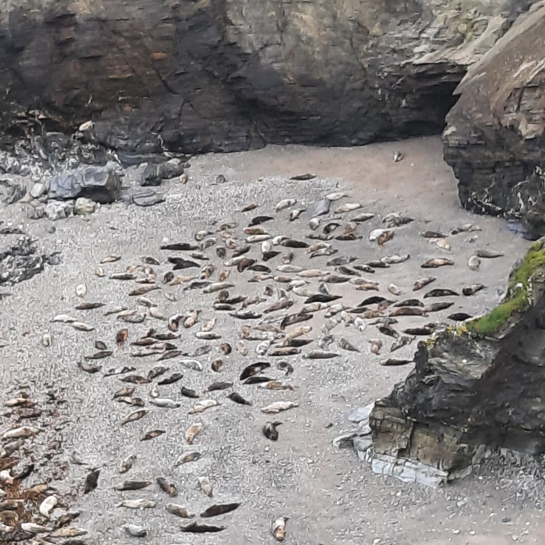 Cornish_Hol_Esc's tweet photo. Seals, a Chough and sunshine on our walk today. #Seals #Chough #coastalwalk #cornwall https://t.co/zldk16Ooyd