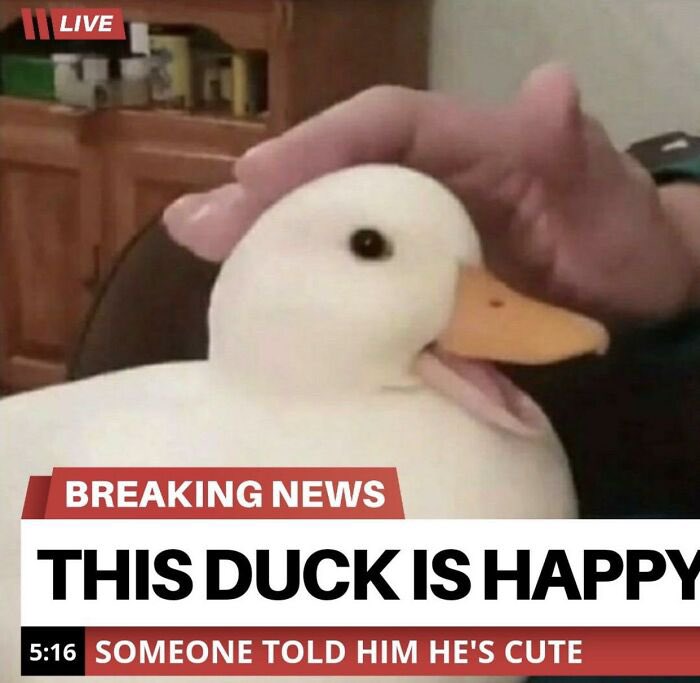 Breaking News: This Duck Is Happy