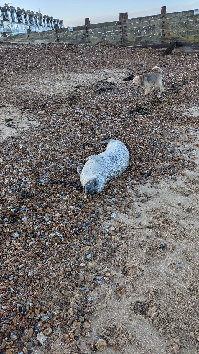 juliewassmer's tweet photo. Note @canterburycc - y'day I reported a dead #seal on the beach at #whitstable. I called the @EnvAgency (in case this was due to #sewage pollution) &amp; the UK Cetacean Strandings Investigation Programme. It's still there today. Pls contact me. Help!  #cetacean @ChrisGPackham Pls RT https://t.co/hrta5h7eqh