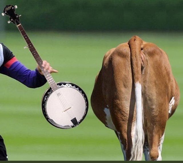 gageykev's tweet photo. On days like today I’m always reminded of a phrase frequently used by Dave Bassett to describe the shooting accuracy of his chosen strikers….
⚪️🔴⚔️😳😬🤷♂️ #cowsarse #banjo https://t.co/OjPaYi6Cz1
