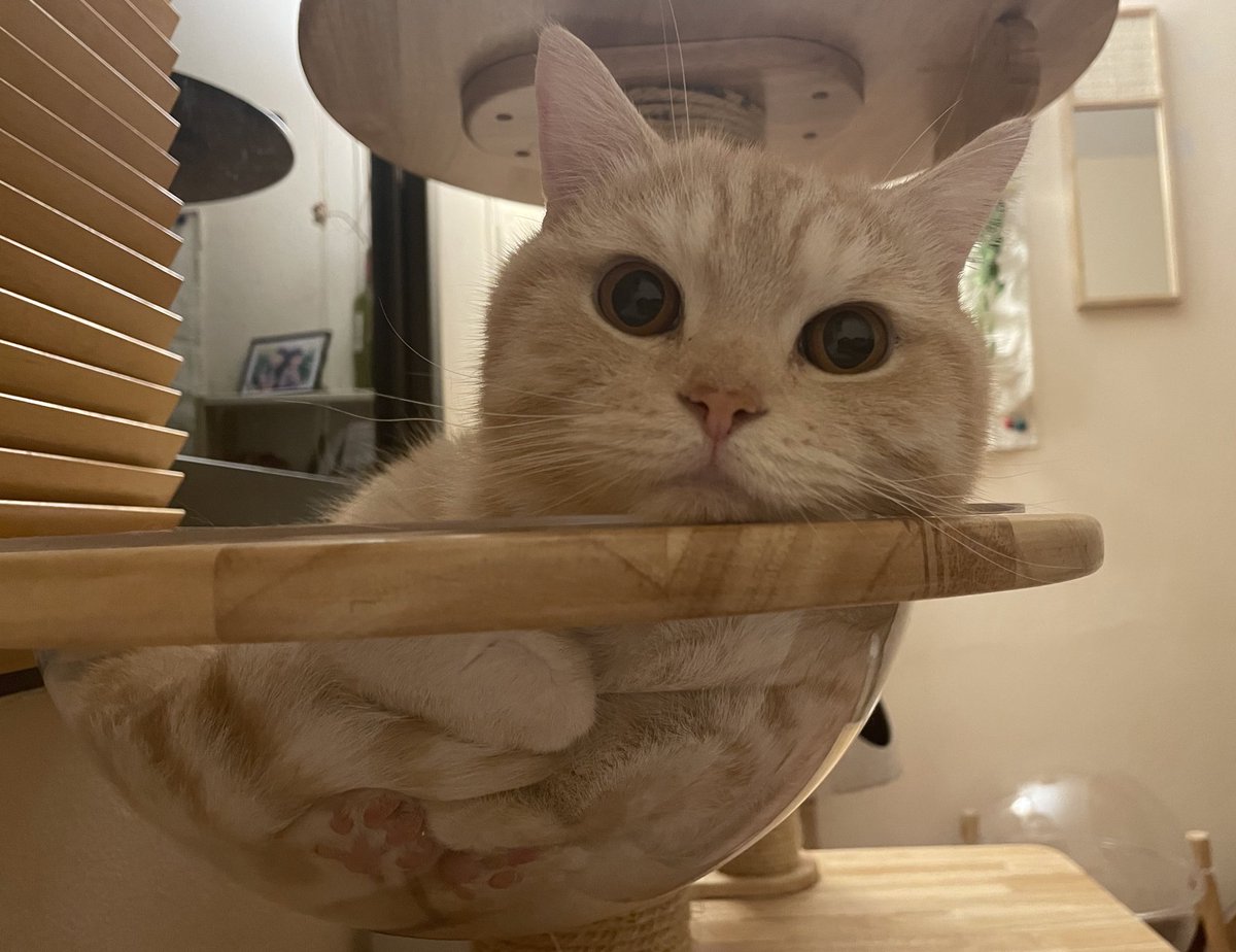 คืนก่อนจะพาไปฝากเพื่อน บีมนอนจ้องชั้นนานมาก อันนี้ถ่ายจากมุมนอนหัวหนุนหมอนเลยบีมจ้องงี้นานเป็นสิบๆนาที เค้าเหมือนจะโตแล้วก็ยังเด็กอยู่เลย แค่ไม่พูดไม่ได้แปลว่าไม่อยากให้แม่จุ้บนะ