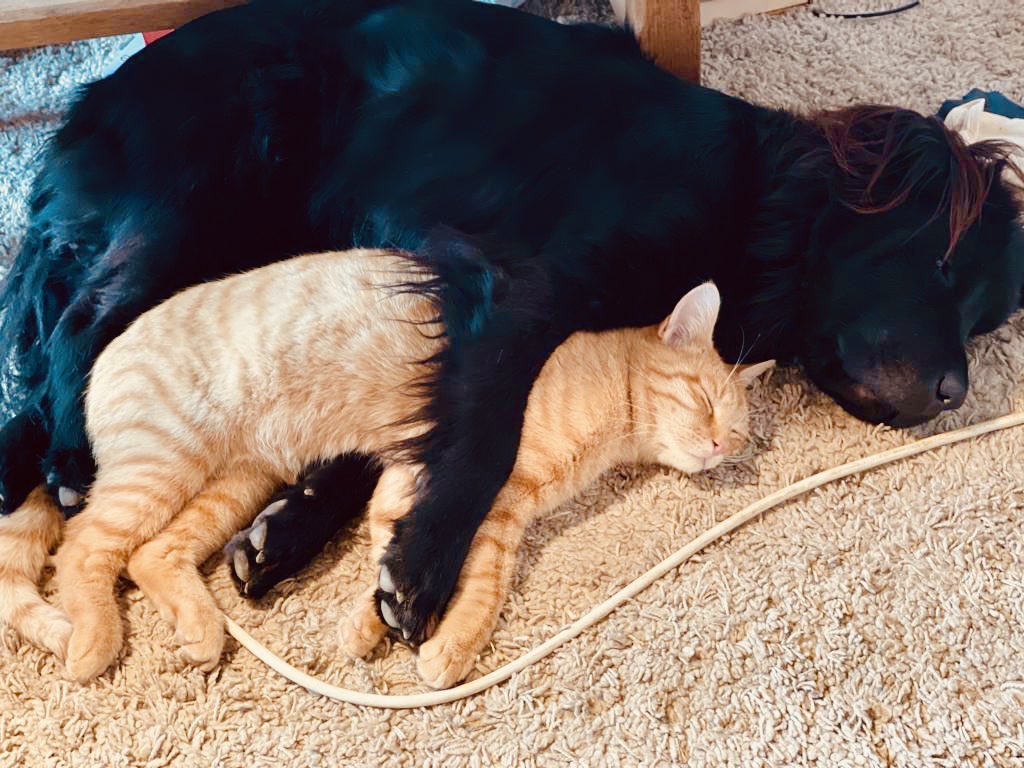 30millionsdamis's tweet image. La sieste se prolonge… 😍💞😉 Le bonheur d’un foyer retrouvé aussi ! #AdoptionResponsable