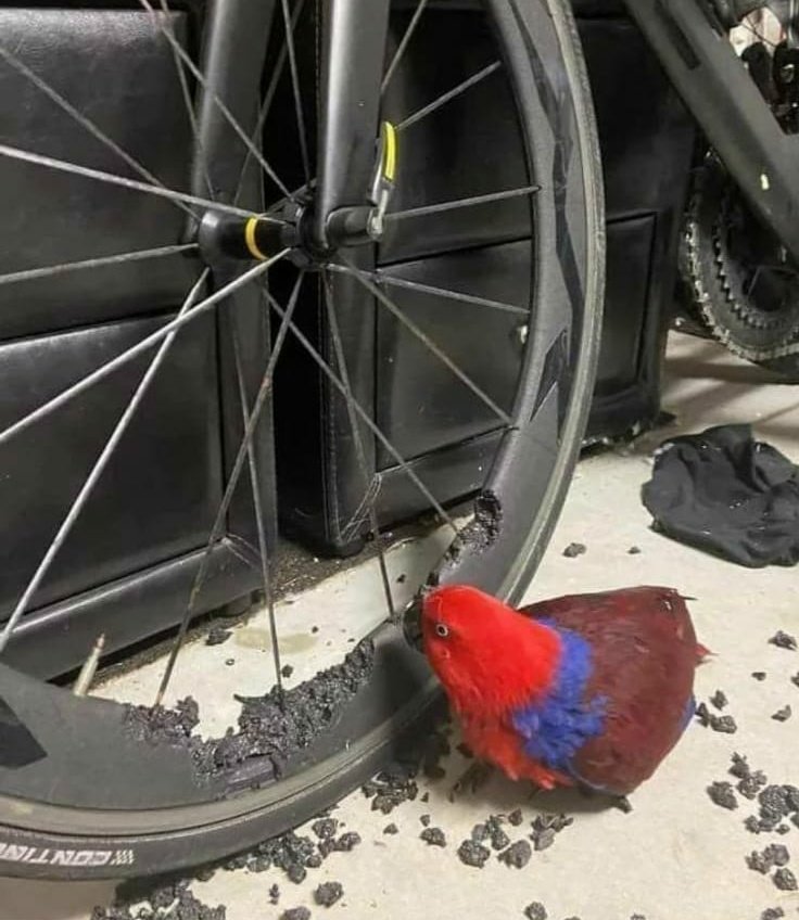 EstifMcQueen's tweet photo. ¿A la paella  tradicional se le puede cambiar la carne de pollo por la de otra ave? https://t.co/3wIBvghwLW