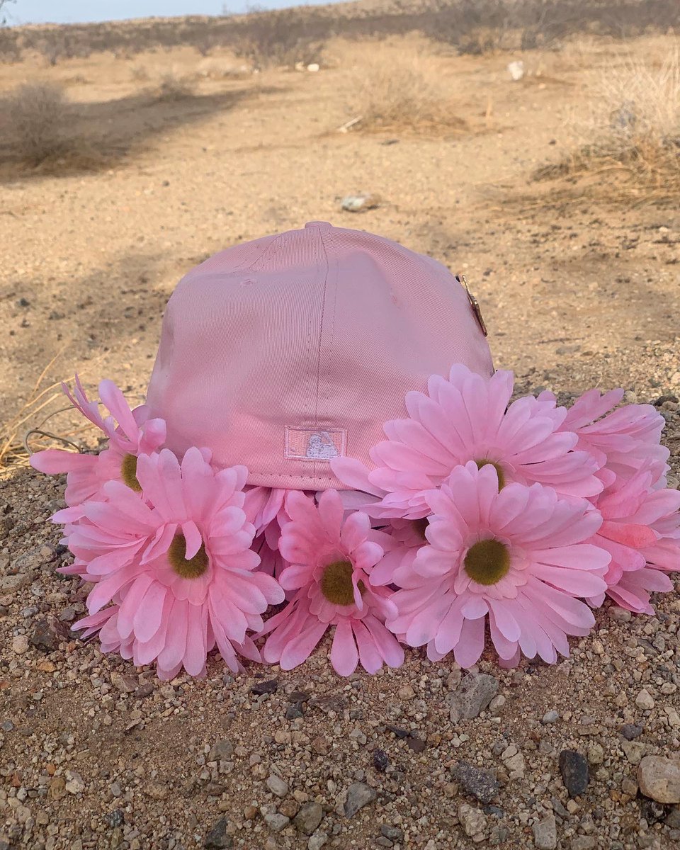 Catoishere's tweet photo. A pink daisy I found at the desert! πΈ π π§’ #exclusivefitted π from #stopncap @bluefitteds #mjbhpr @ejr805 @RahnniFitteds https://t.co/hXorEqBEEH