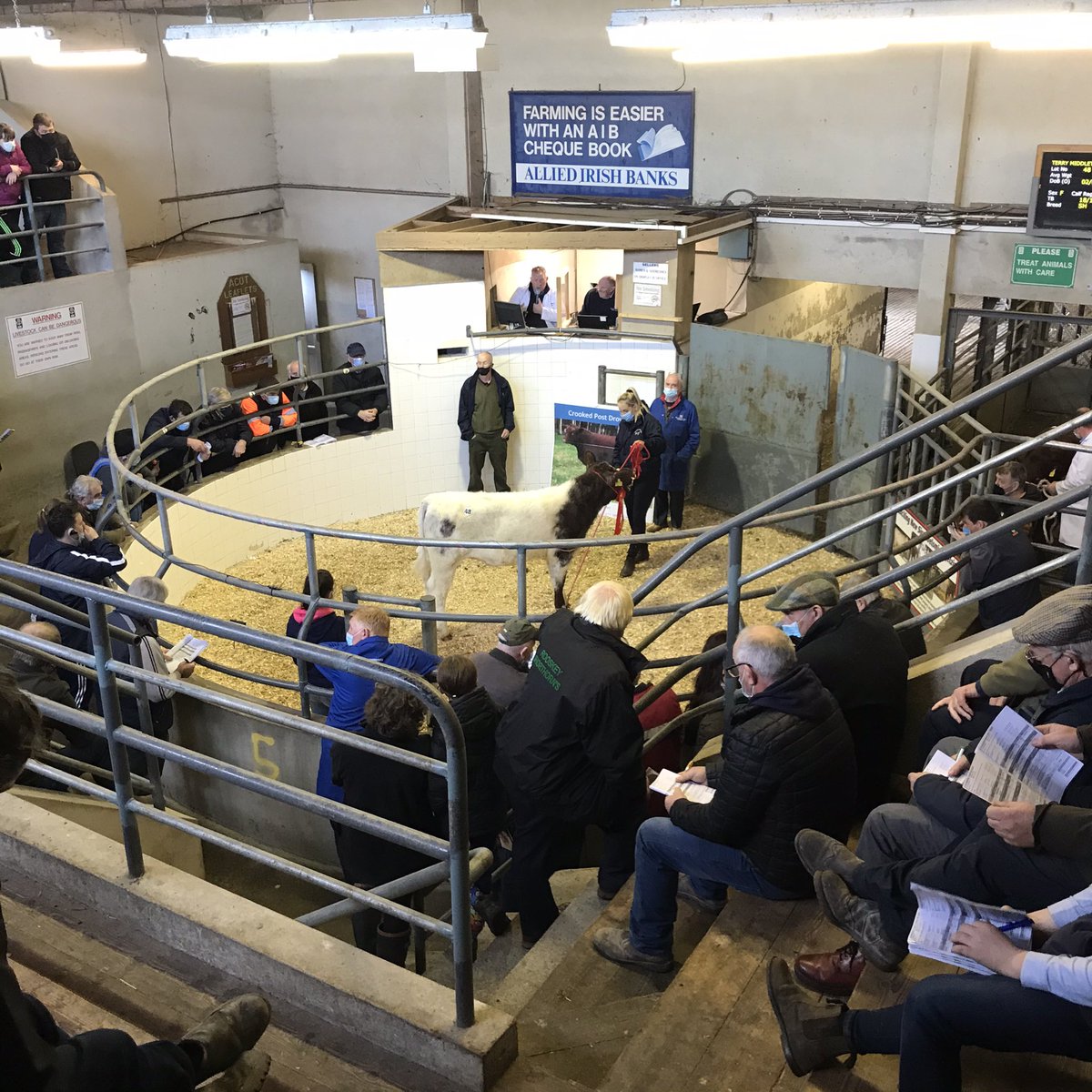 Kilsunny_Herd's tweet photo. This 7 month old pedigree Shorthorn heifer sold for €3000 at Roscommon today. Superb demand for heifers of all ages with several weanling heifers (under 12 months) selling for over €3000.
#shorthorn #standingthetestoftime https://t.co/ZtvNxCN199