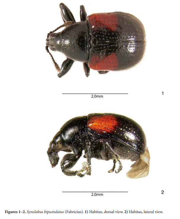 Florida State Collection of Arthropods tweet media