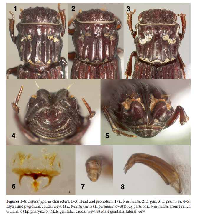 Florida State Collection of Arthropods tweet media