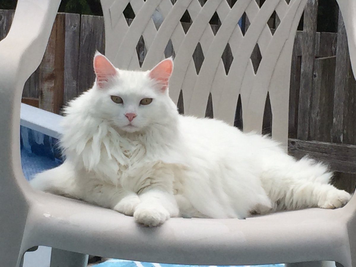 g_puffalo's tweet photo. Happy #Caturday everyone! https://t.co/MksfepTBaq