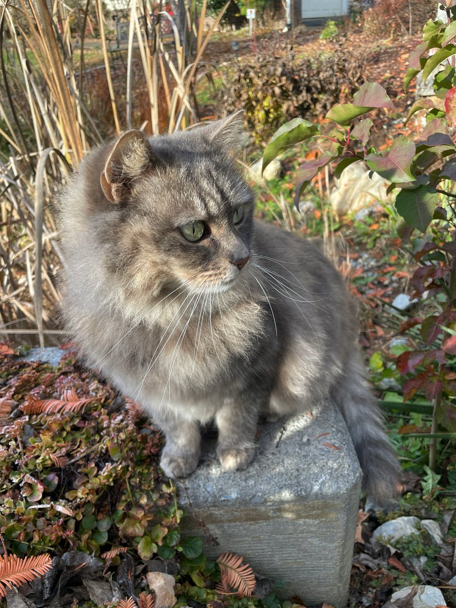 MelissaEmmel's tweet photo. Met a new friend this morning getting in my steps for the Castlight Health @JCDreamTeam steps competition! #lifeatatt #proud2byoung #2021MDPLife https://t.co/75pD08CrhN