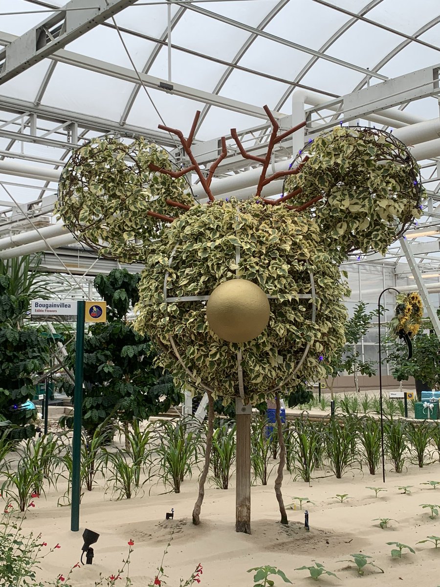 kaylyngroce's tweet photo. Spending the day at Disney’s Epcot. Loved traveling through the Living with the Land attraction seeing some of the sustainable agricultural production systems at the park! #hydroponics #agriculture #sustainable @USDA @WaltDisneyWorld https://t.co/D1vCJqCcSb