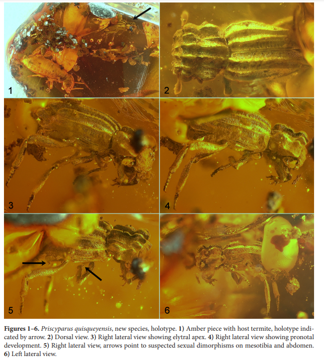Florida State Collection of Arthropods tweet media