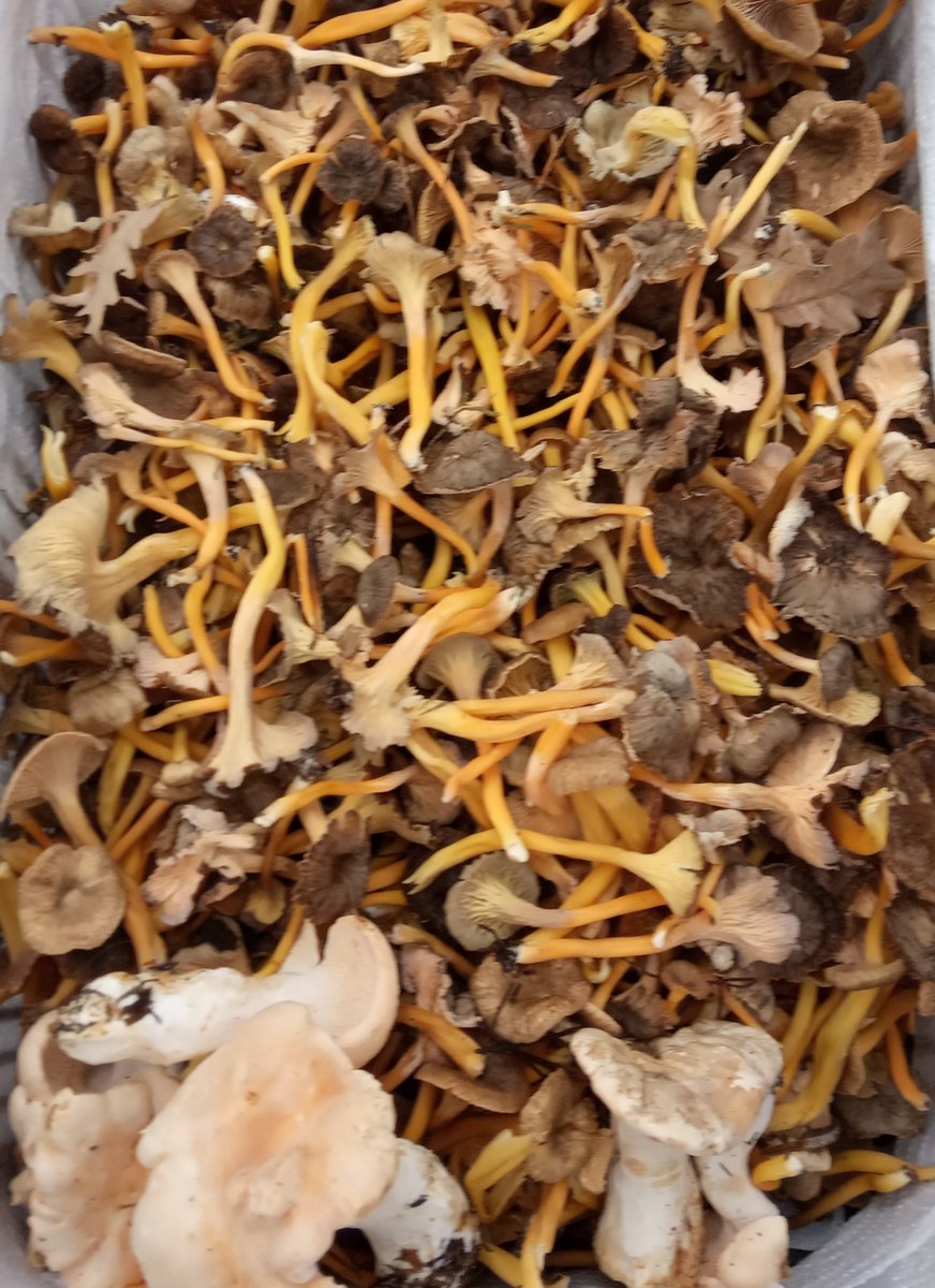 Misscascarillas's tweet photo. Ha ido bien 😁😁💃💃🍄🍄🍄
Como se esconden coño! #setas #micologia #trompetas #lenguadevaca https://t.co/wkZVF7xRrD