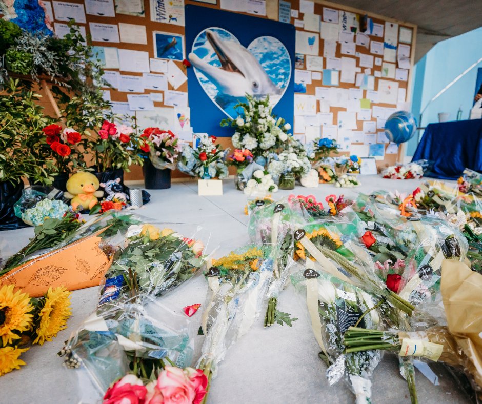 Tonight at 7 pm EST, tune in for a special live stream on WinterTheDolphin.com, our Facebook page, or our YouTube channel. We will celebrate the life of Winter and her legacy that will live on forever in our hearts.