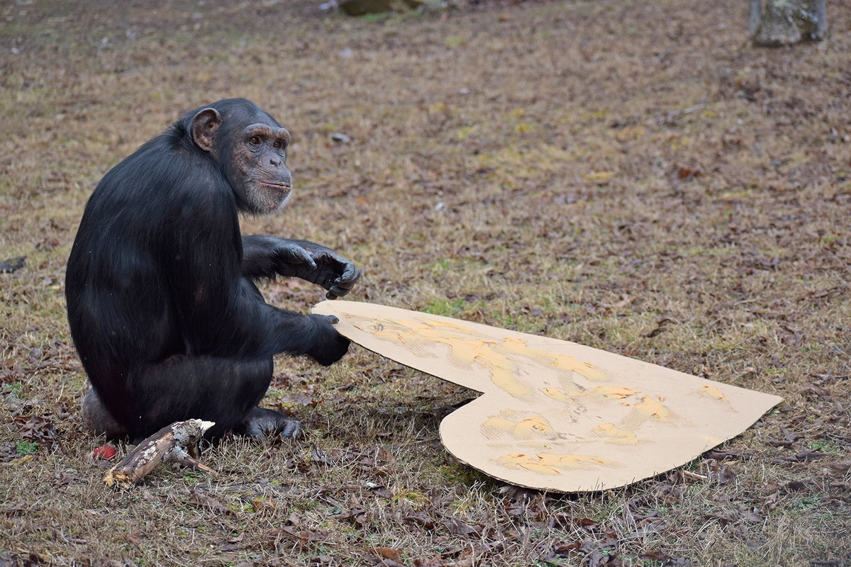 projectchimps's tweet photo. Happy 13th birthday to Amy! ๐ต ๐ Despite her small stature, Amy often can be seen racing and playing with the larger chimps in her group. After a full day of spirited play and gathering her favorite snacks, she snuggles up with her best friends Loretta and Sarah! #AmyChimp https://t.co/Oc4esoBUDP
