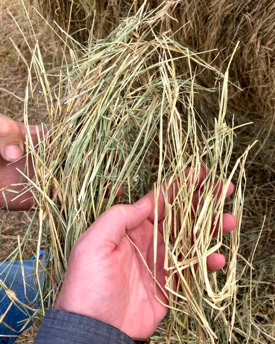 NACHURS's tweet photo. Here's a quick hay comparison from Texas! Both of these crops were treated with 28-0-0-5, but the left had NACHURS K-fuel and NACHURS Finish Line added. It produced much more leaf, which makes it more palatable for animals 🐮 https://t.co/DR91kHONrY