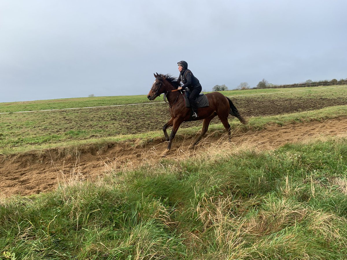 KildallanFarm's tweet photo. Some of the 2022 breezers on the gallop this morning #smoothdaddy #profitable #churchill #belardo https://t.co/4Dgkn8sNgG