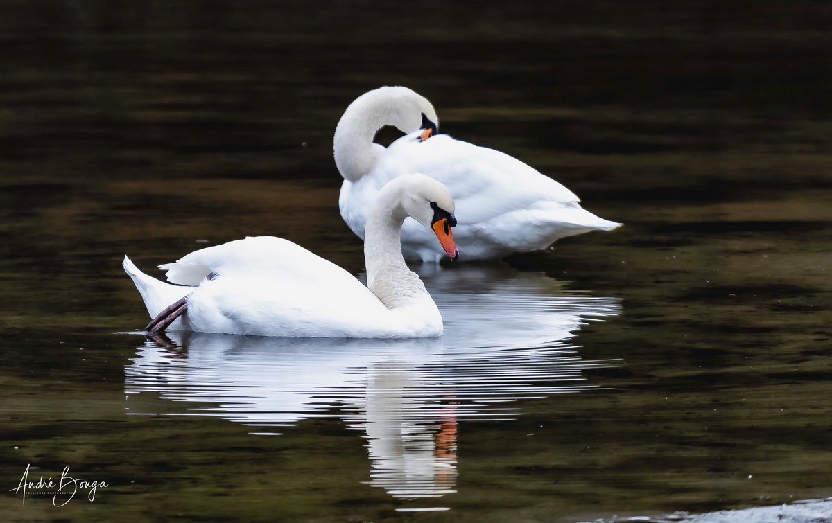 Andre_Bonga's tweet photo. #birdtwitter #birdsback #incredibleholland #animalplanet #natgeo #team_ebird #photooftheday #BBC #BBCwildlife #worldpressphoto #thephotohour #birdlife #birdwatchdaily #birdnature #natureguide #birds #superstraight #sonyalpha #sonyA7RIV #PictureOfTheDay https://t.co/hSluVxoubw