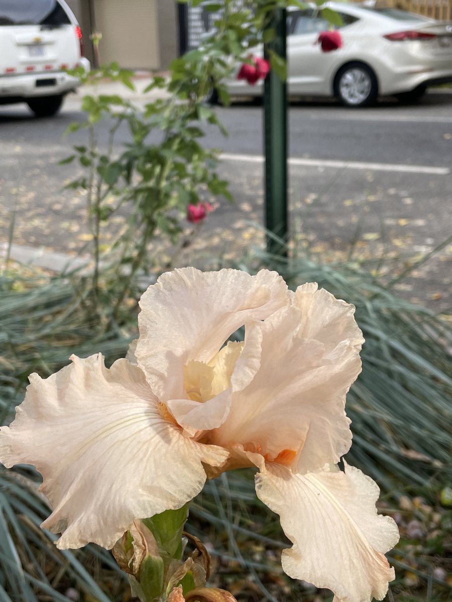 DobromirV's tweet photo. Mid November blooms!
#EorR living https://t.co/7IllllCdw0