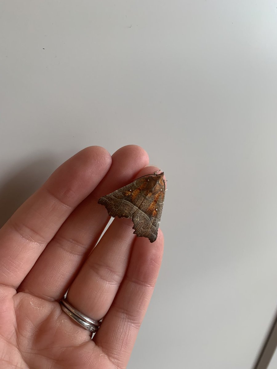 Leahjw's tweet photo. 👋 Hello Moth Twitter! Can anyone ID this beaut? #moth #mothtwitter #mothid https://t.co/bAAotI9AIx