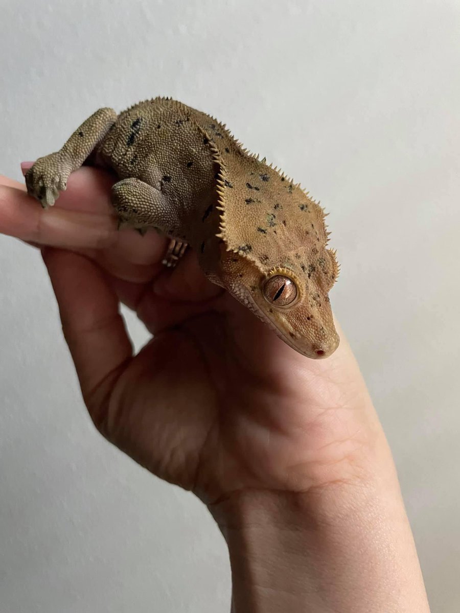 LAFinGeckos's tweet photo. Next up is Sgt Pepper! 🫑
He is 3 years old and was sold to us by Dixie Reptiles. He is fired up here & loves to be as high up as he possibly can be.
#crestedgecko #superdalmatian #superdal #lafingeckos #superdalmationcrestedgecko https://t.co/ij3o15NZwM