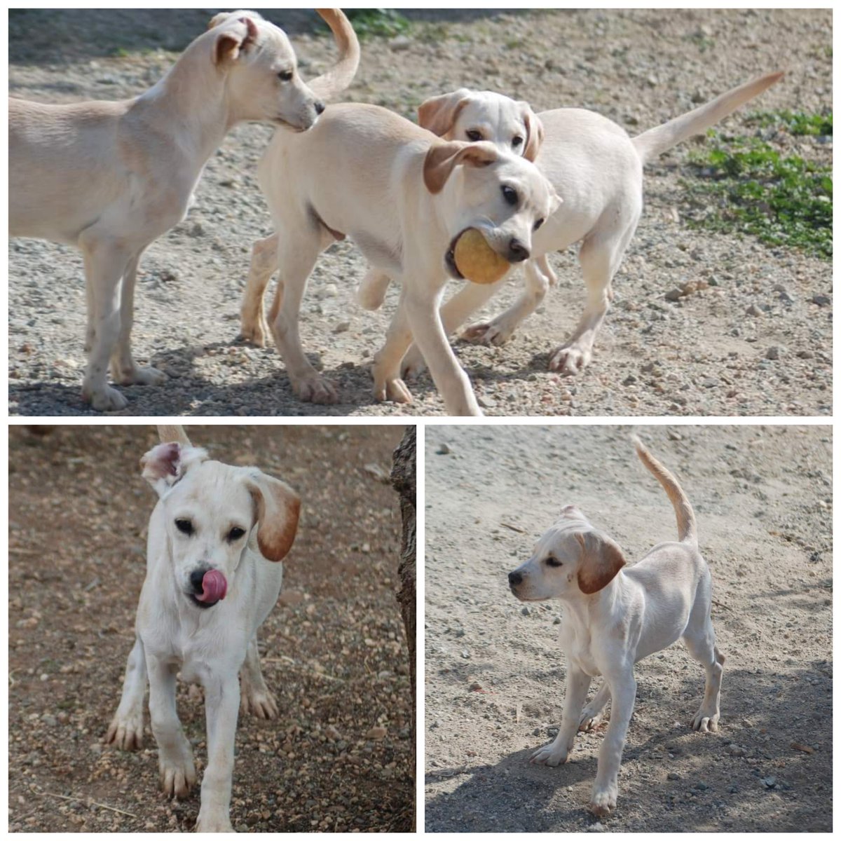 cyprusdogrescue's tweet photo. THEO is a gorgeous friendly boy and is the only one of his litter not already in his forever home or reserved. We can't understand why! 

If you are interested in adopting Theo drop us a message via our website https://t.co/OHOI05jnhU
#puppy #rescue #adoptdontshop #dogrescue https://t.co/gobVDNyvfc
