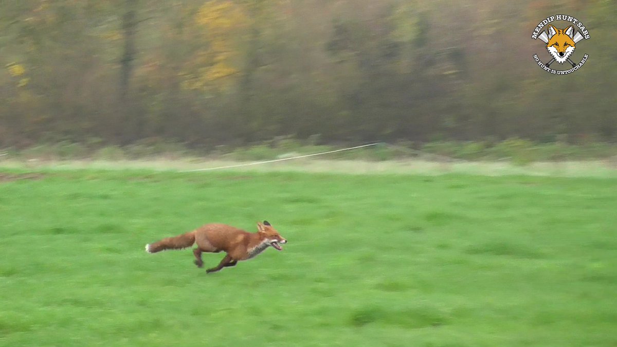 Today we headed to the Portman Hunt with North Dorset Hunt Saboteurs. We helped this hunted fox and others escape their hounds. Full report and video to follow.
Drop us a donation to PayPal.me/mendiphuntsabs or a coffee to ko-fi.com/mendiphuntsabs Thank you!