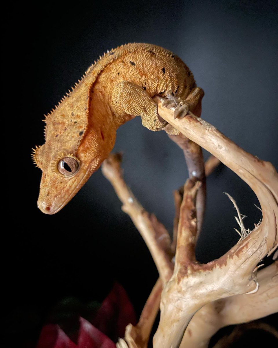 LAFinGeckos's tweet photo. Poppy 🌺is just over a year old. Bred by Dixie Reptiles, her sire is Sgt Pepper 🫑!
#crestedgecko #superdalmationcrestedgecko #superdalmatian #superdal #superdalmatiangecko #lafingeckos https://t.co/EB913igij7