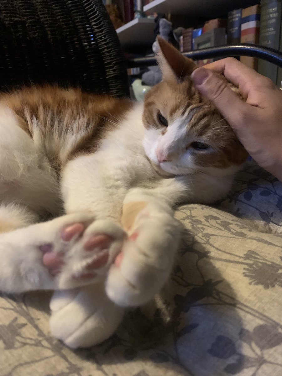 churchill_alex's tweet photo. Somebody is laying it on thick #YouLeftMe 🐈 https://t.co/4tGEZbIrVv