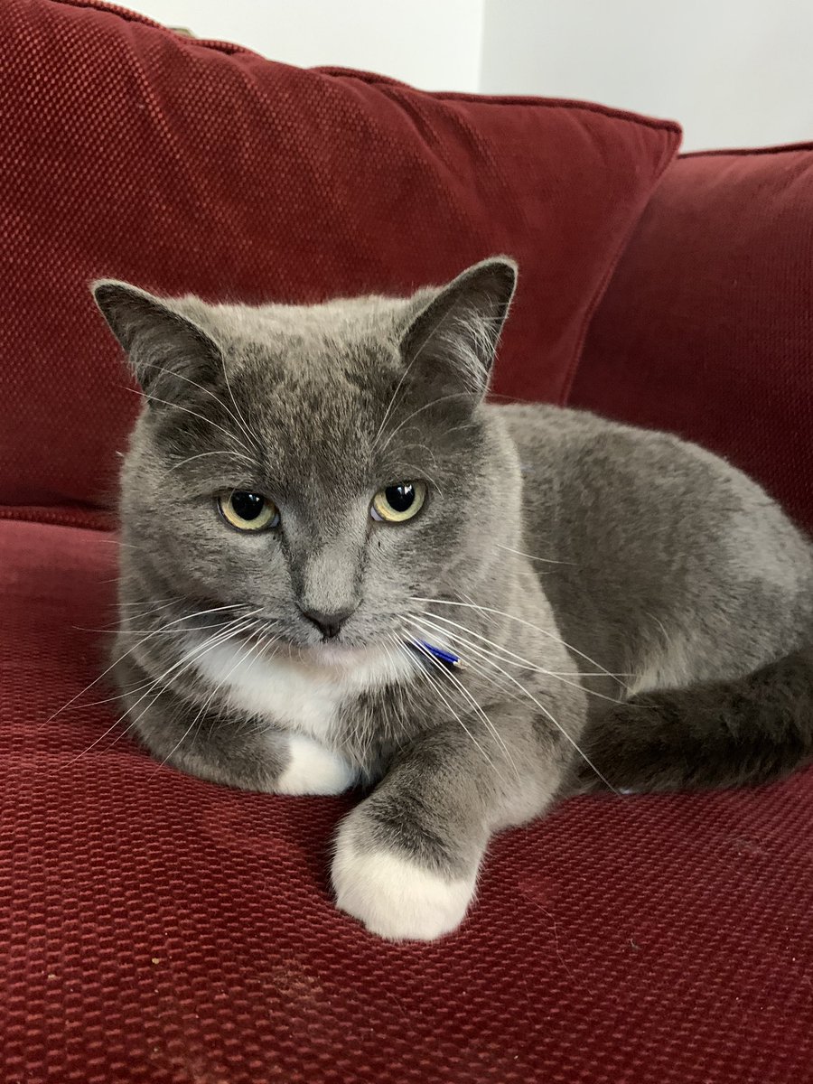 AdaMcVean's tweet photo. Researchers at @uofg analyzed 5 commercially available plant-based cat foods and found that every. single. one. failed to meet the nutrition content recommended by the American or European pet food authorities.
Humans make good vegetarians.
Cats do not.
🐈 https://t.co/garTff9cxD