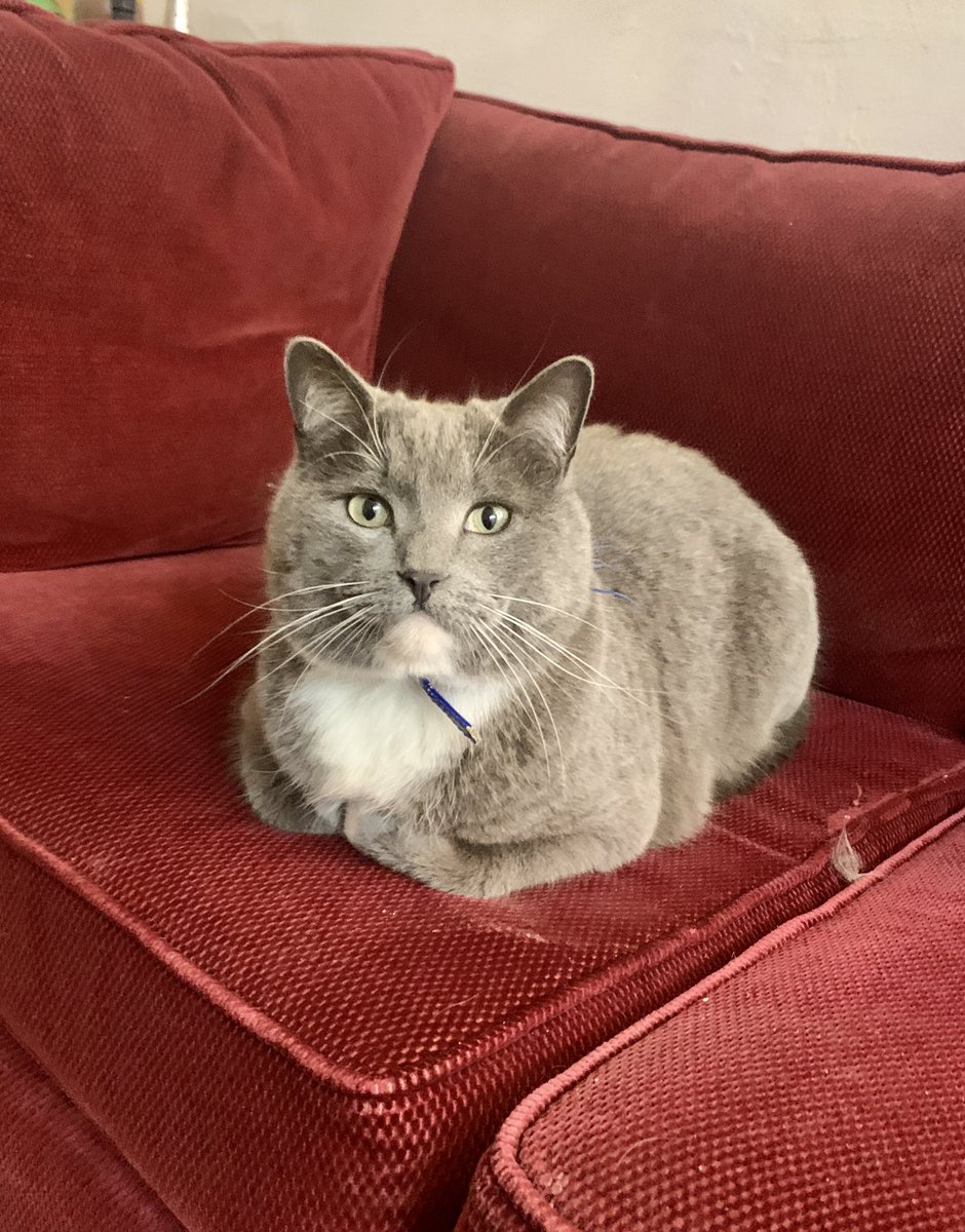 AdaMcVean's tweet photo. Researchers at @uofg analyzed 5 commercially available plant-based cat foods and found that every. single. one. failed to meet the nutrition content recommended by the American or European pet food authorities.
Humans make good vegetarians.
Cats do not.
🐈 https://t.co/garTff9cxD