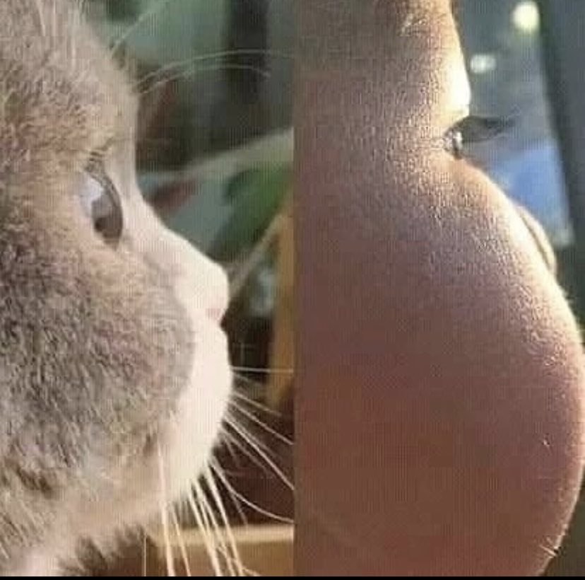 WholesomeMeme's tweet photo. https://t.co/Ft3JanwHMu