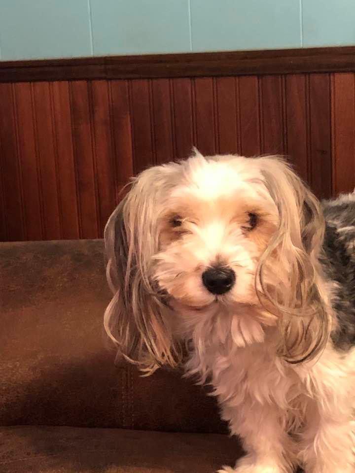 tdeshotels's tweet photo. @StephenKing COVID home groomed miniature Cujo concurs. https://t.co/hl4iMl7T1M