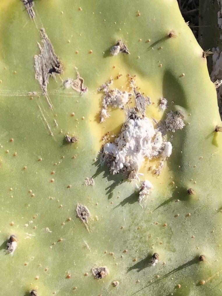 sealtemporda's tweet photo. Tanquem #1torn #25hPFZ #dissabtesDocents
#XarxaEscoles #PNCapdeCreus #som50 Avui:flora i fauna (II) #PuntaFalconera rastres de geneta, estepa,llegendes, bunquers, fongs, plantes invasores #Taller5de5 @parcscat @educaciocat
@emporda_info
@cesirecat @JosepGCambray https://t.co/qRPIPsbbYL