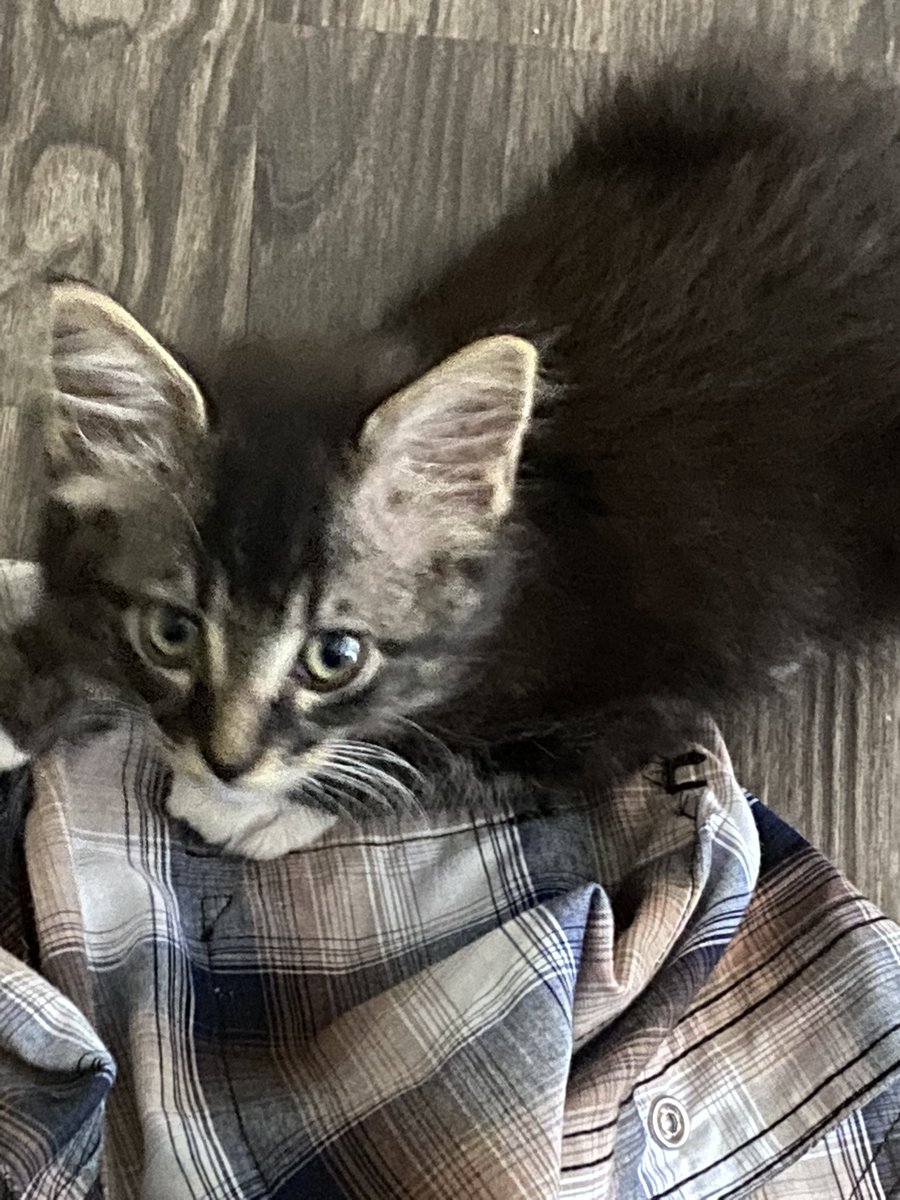 Bigdave1001's tweet photo. @SLSewandsew @UnitedSpaceCats @thechrisbarron Aw, so cute!  He looks like my Tango boy did in June! https://t.co/NDBuF5va8f
